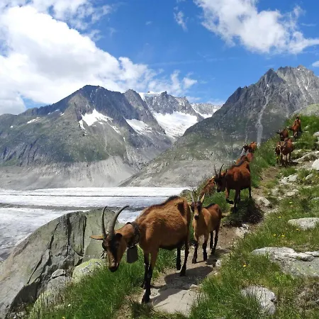 Aragon F130 By Interhome Ernen