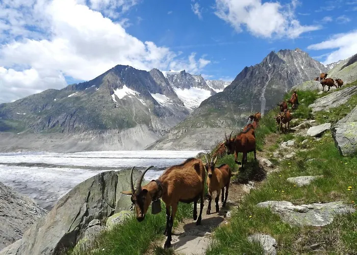 Aragon F130 By Interhome Ernen